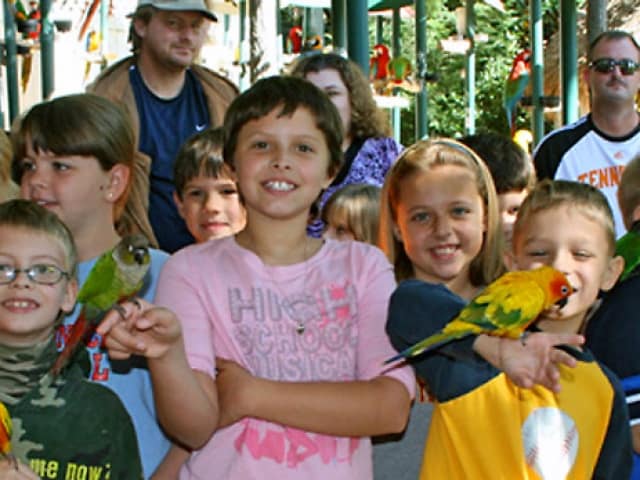 Parrot Mountain And Gardens Coupons Pigeon Forge Tn