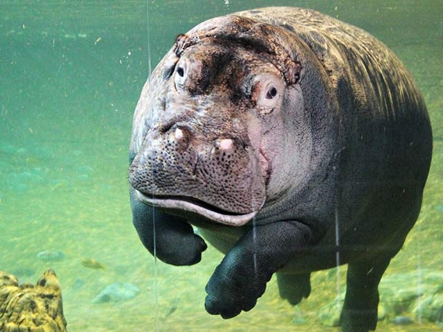 Adventure Aquarium Coupons and Discounts - ADventureaquarium Gallery Hippo 640x480 C