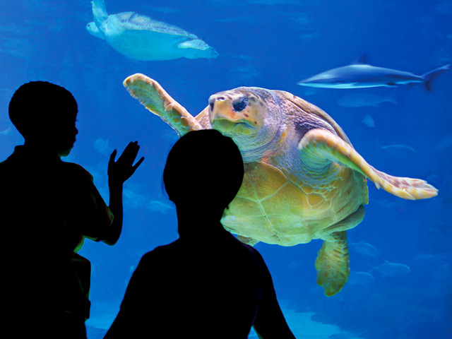 Adventure Aquarium Coupons and Discounts - ADventureaquarium Gallery Turtle 640x480 C