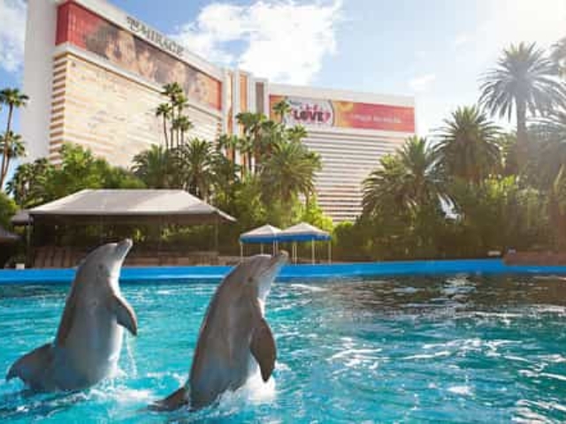 Secret Garden Dolphin Habitat Mirage Vegas Coupons Travelin' Coupons