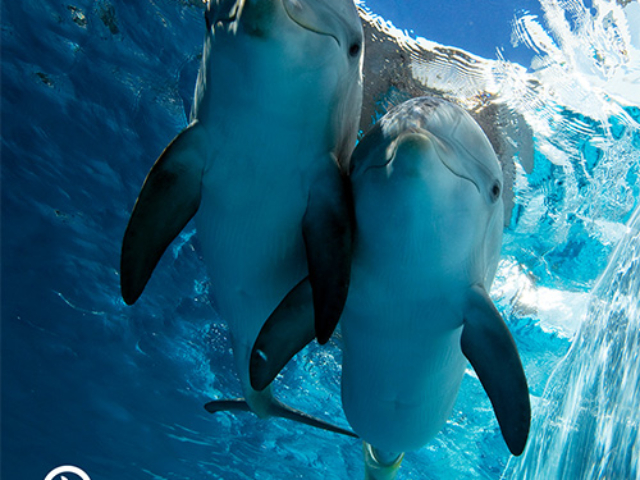 clearwater-marine-aquarium-coupons-clearwater-fl