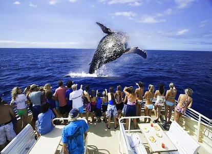 Whale Watch West Oahu Coupons and Discounts - Travelin' Coupons