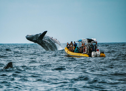 Whale Watching Tour Lahaina Maui Coupons and Discounts | Maui, HI