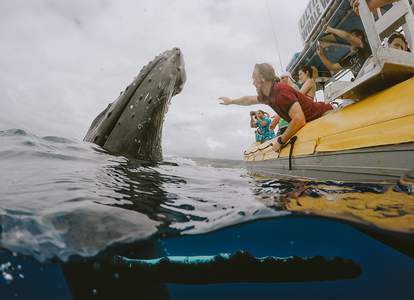 Whale Watching Tour Lahaina Maui Coupons and Discounts | Maui, HI