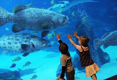 Georgia Aquarium Coupons