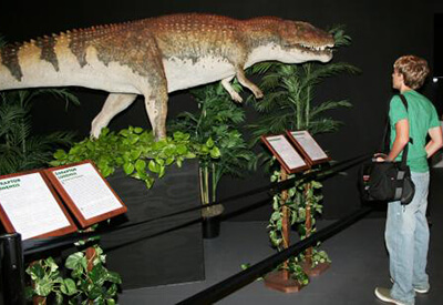 Dinosaur Museum Branson Coupons
