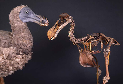 Harvard Museum of Natural History Coupons