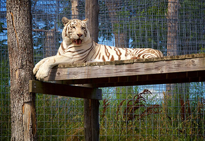 National Tiger Sanctuary Coupons