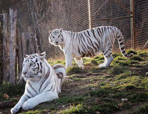 National Tiger Sanctuary Coupons