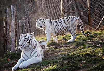 National Tiger Sanctuary Coupons