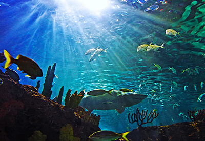 New England Boston Aquarium Coupons