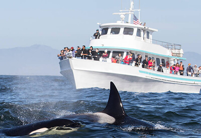 New England Aquarium Whale Watching Cruise Coupons