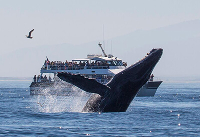 New England Aquarium Whale Watching Cruise Coupons
