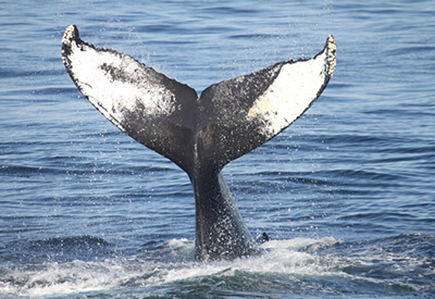 New England Aquarium Whale Watching Cruise Coupons