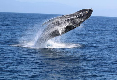 New England Aquarium Whale Watching Cruise Coupons