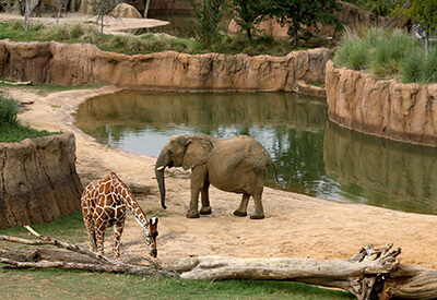 Dallas Zoo Coupons