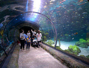 Denver Downtown Aquarium Coupons