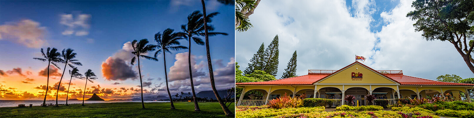 Oahu Grand Circle Island Tour Dole Plantation Coupons