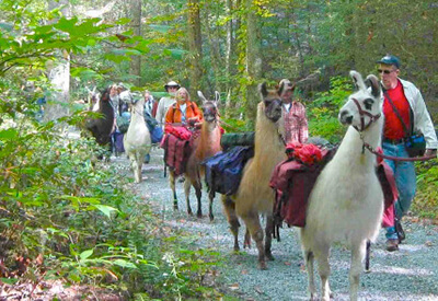 Smoky Mountain Llama Treks Gatlinburg Coupons