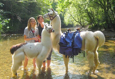 Smoky Mountain Llama Treks Gatlinburg Coupons