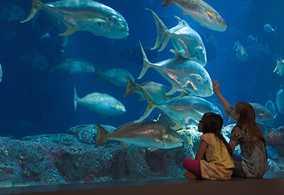 South Carolina Aquarium Coupons