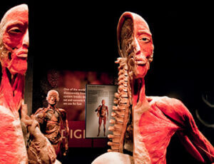Bodies Exhibition Luxor Las Vegas Coupons