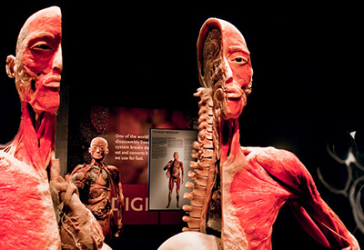 Bodies Exhibition Luxor Las Vegas Coupons