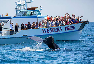 Davey’s Locker Whale Watching Coupons