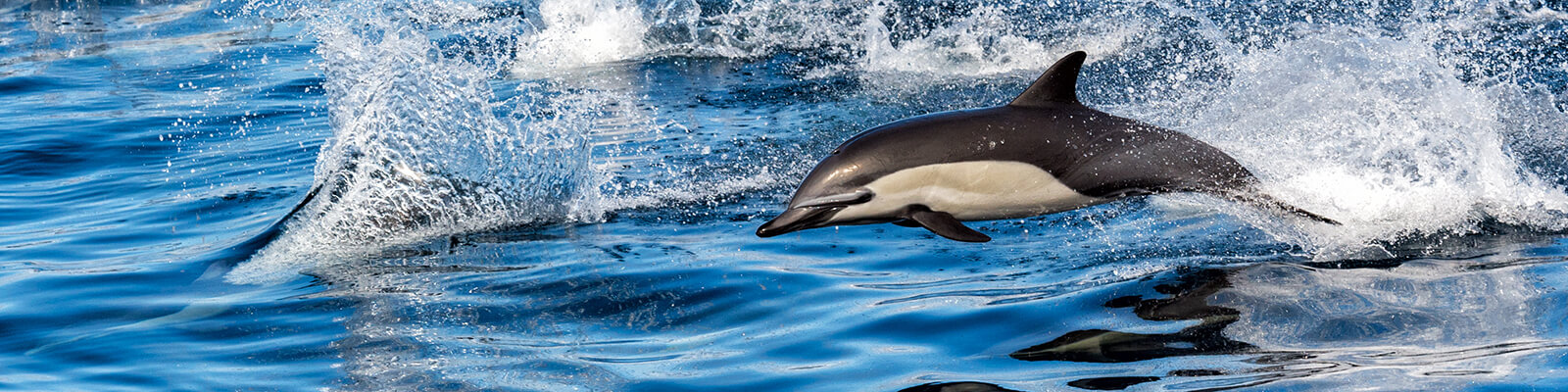Deluxe Morning Wild Dolphin Swim Kealakekua Bay Snorkel Coupons