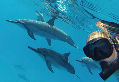 Deluxe Morning Wild Dolphin Swim Kealakekua Bay Snorkel Coupons