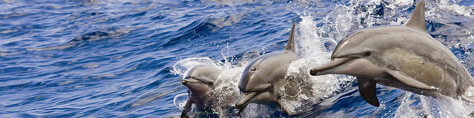 Deluxe Snorkel Dolphin Watch Hawaii Coupons