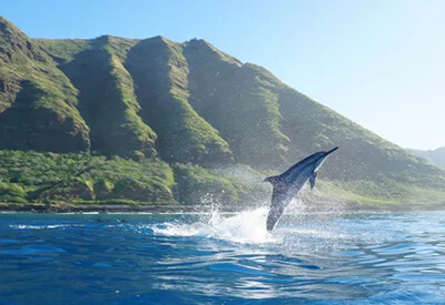 Deluxe Snorkel Dolphin Watch Hawaii Coupons
