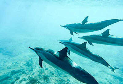 Dolphin Snorkel Sail Oahu Coupons