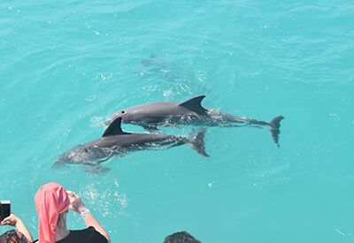 Dolphin Watch and Snorkel Combo Coupons