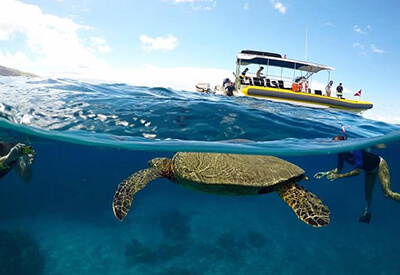 Half Day Snorkel Tour Lanai Maui Coupons