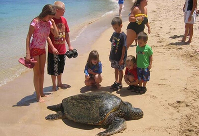 Hidden Gems Oahu Tour North Shore Snorkel Experience Coupons