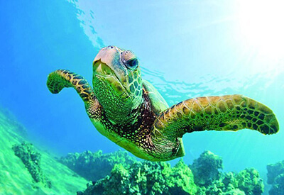 Kaneohe Bay Snorkel Turtle Watch Tour Coupons