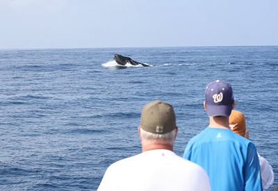 Kauai Whale Watch Cocktail Cruise Coupons