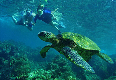 Kealakekua Bay Snorkel Coastal Adventure Coupons