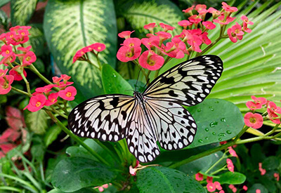 Key West Butterfly Conservatory Coupons