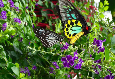 Key West Butterfly Conservatory Coupons