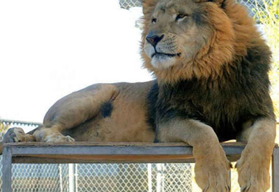 Lion Habitat Ranch Coupons