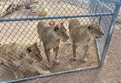 Lion Habitat Ranch Coupons