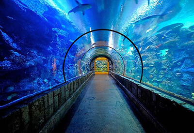 Mandalay Bay Shark Reef Coupons