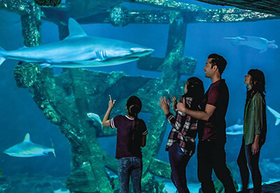 Mandalay Bay Shark Reef Coupons