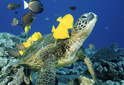 Manu Kai Waikiki Snorkel with Turtles Cruise Coupons