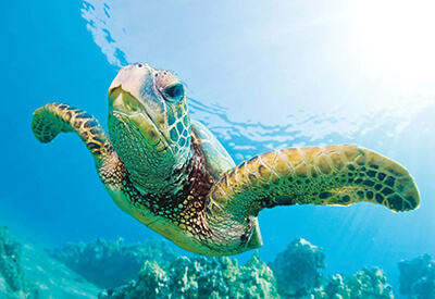 Manu Kai Waikiki Snorkel with Turtles Cruise Coupons