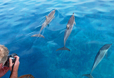 Maui Magic Dolphin Discovery Snorkel Tour Coupons
