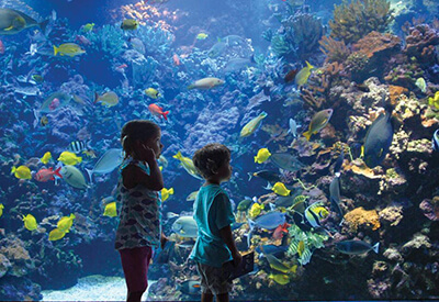 Maui Ocean Center Aquarium Coupons