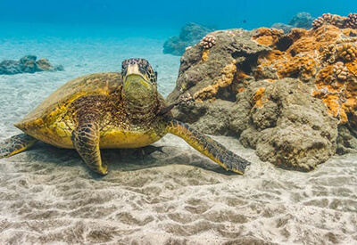 Molokini Turtle Arches Snorkel Cruise Coupons